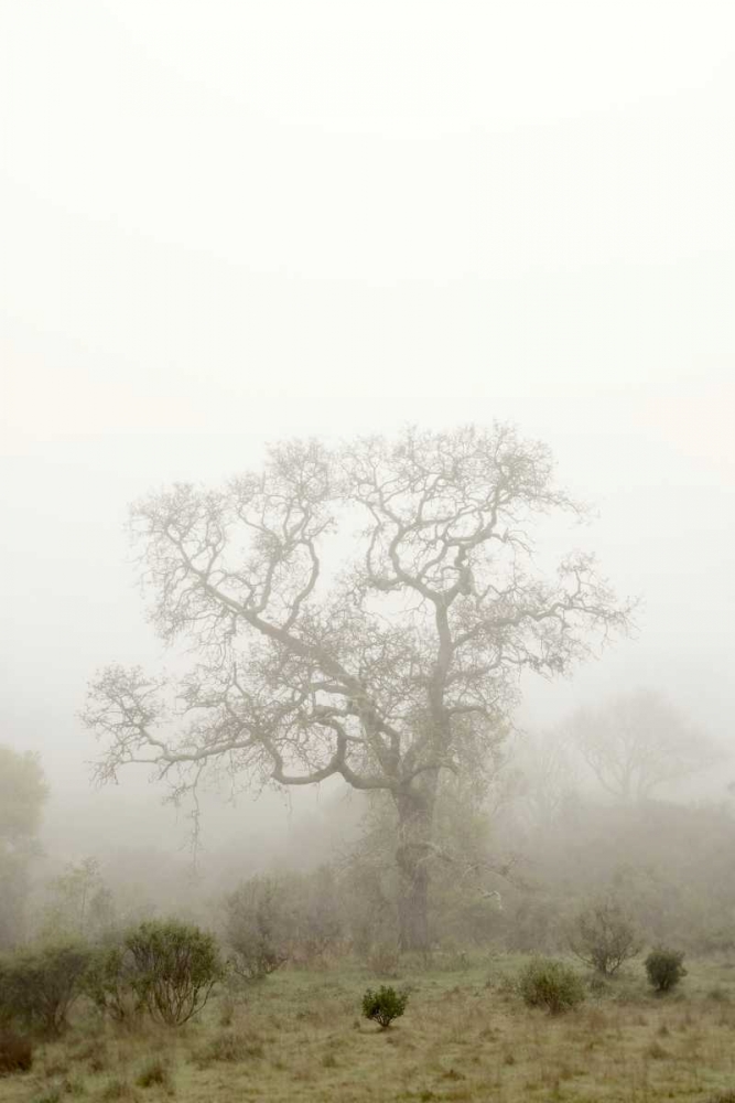 Oak Tree - 63