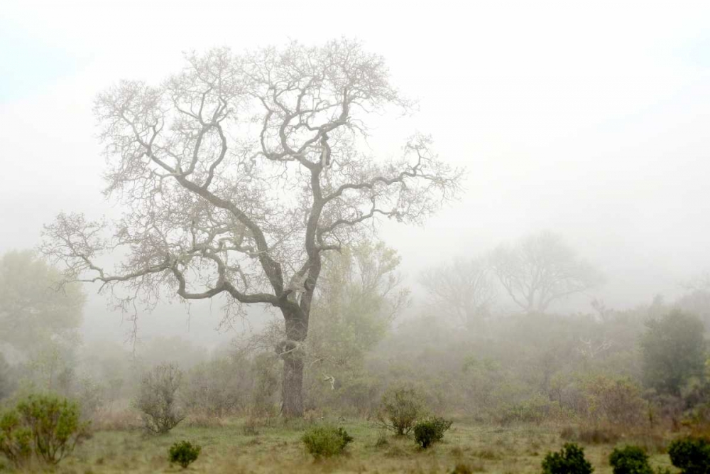 Oak Tree - 62