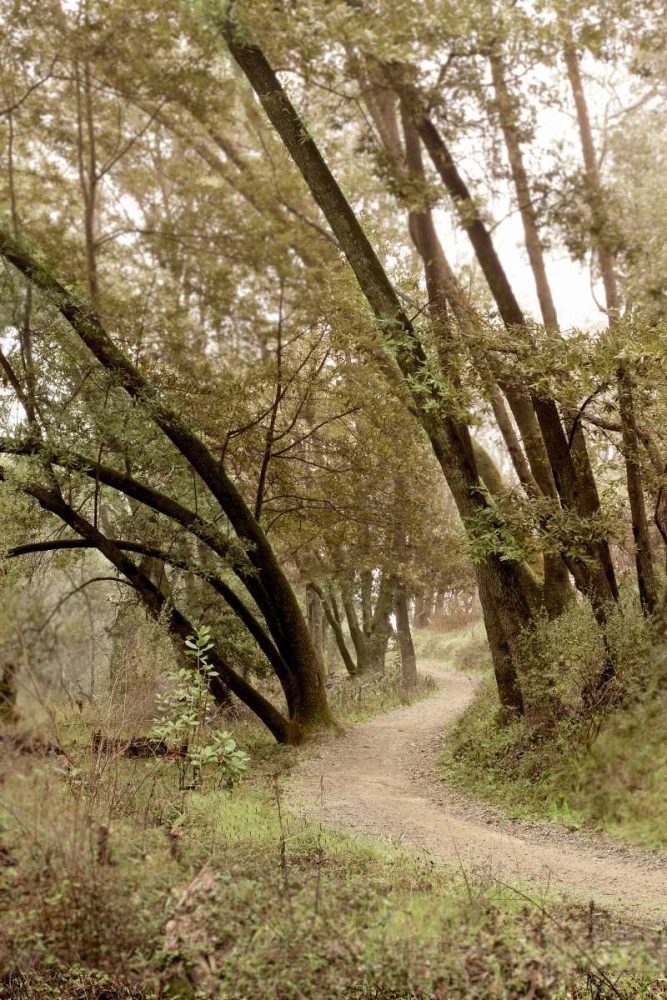 Oak Tree - 49