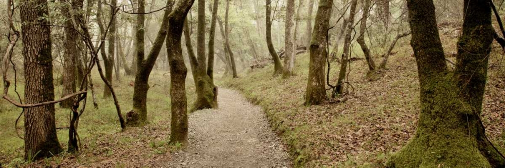 Oak Tree - 46