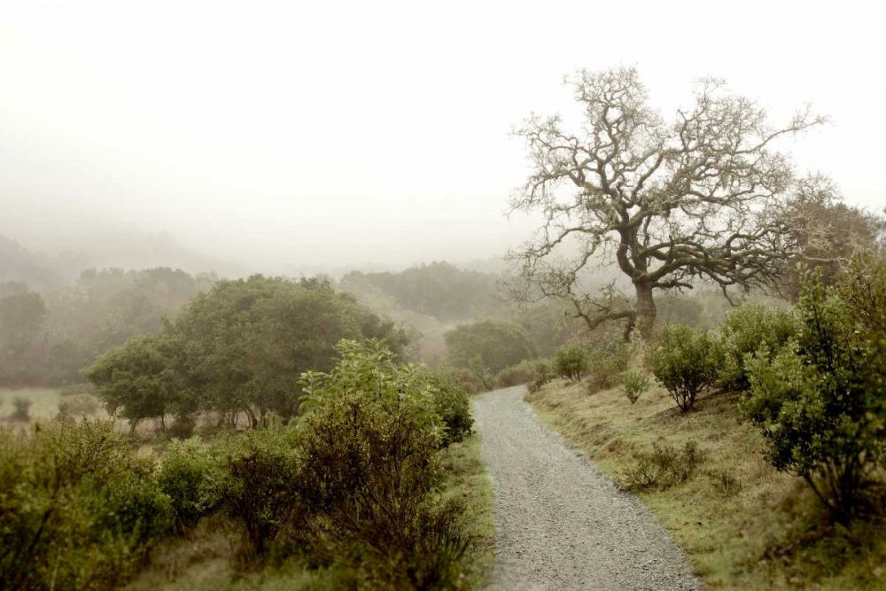 Oak Tree - 44