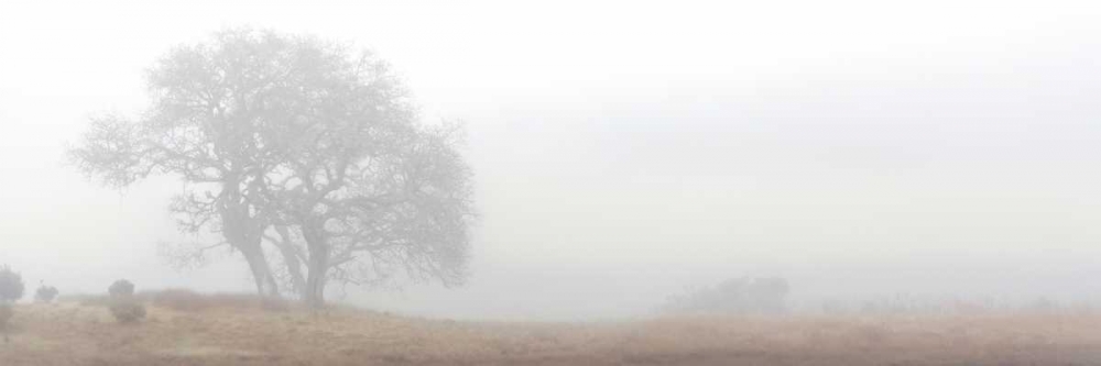 Oak Tree - 14