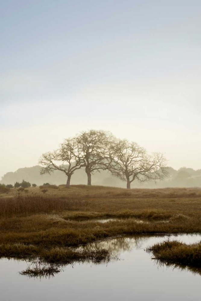 Oak Tree - 66