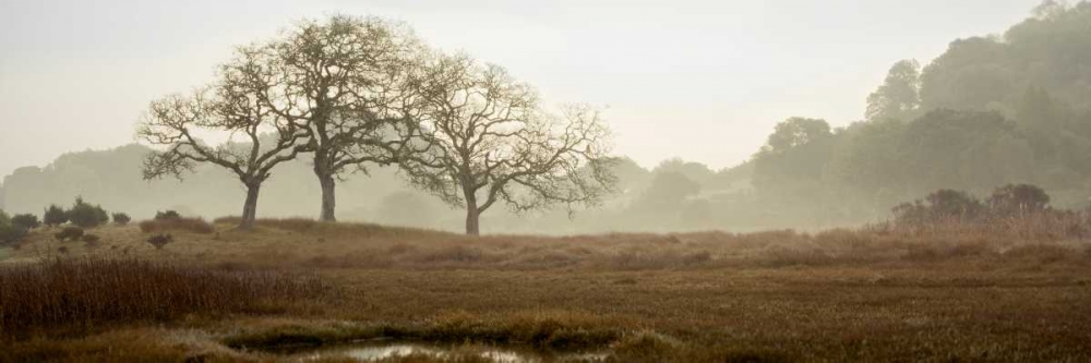 Oak Tree - 64