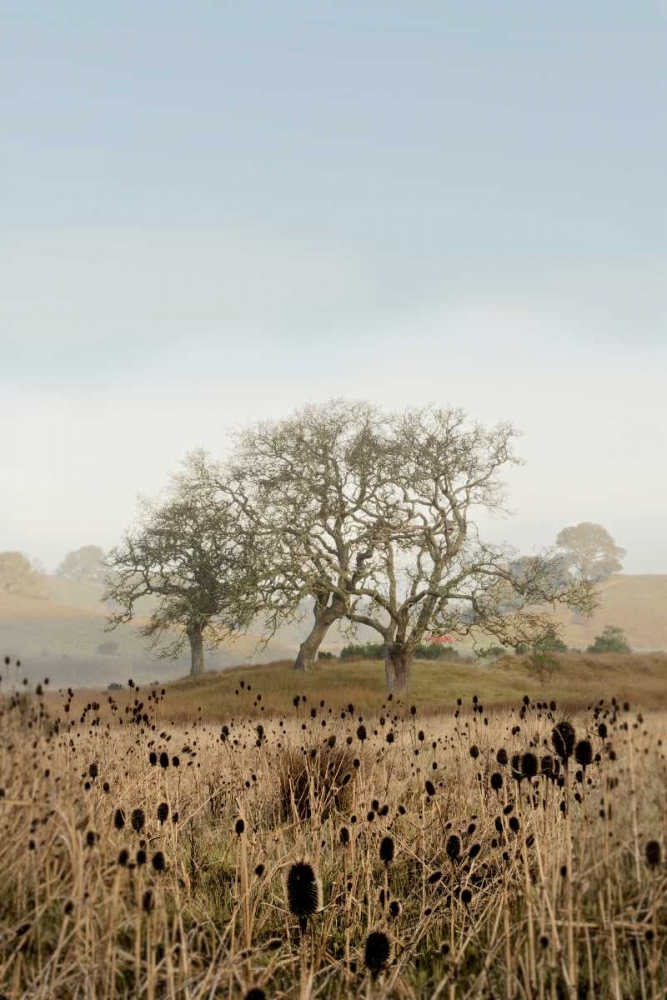 Oak Tree - 67
