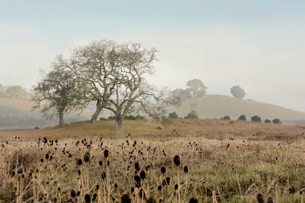 Oak Tree - 68