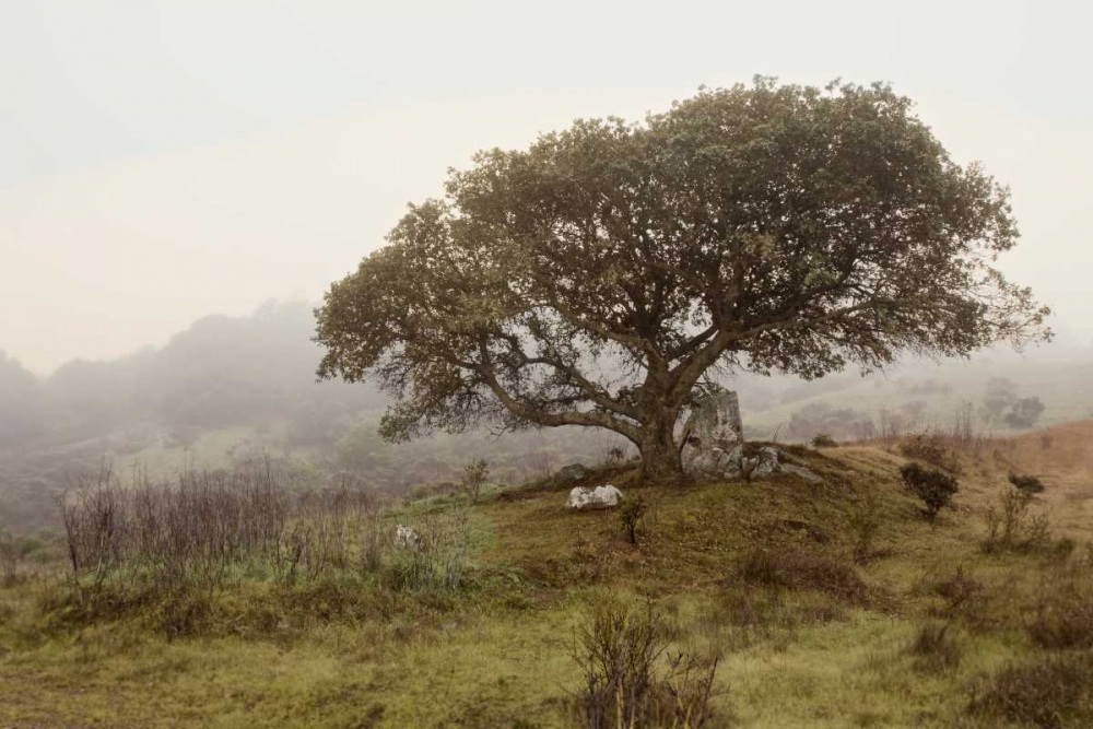 Oak Tree - 54