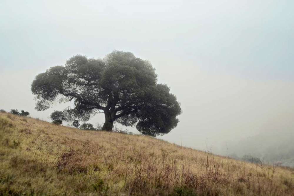 Oak Tree - 53
