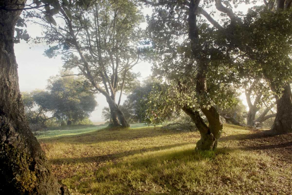 Oak Tree - 70