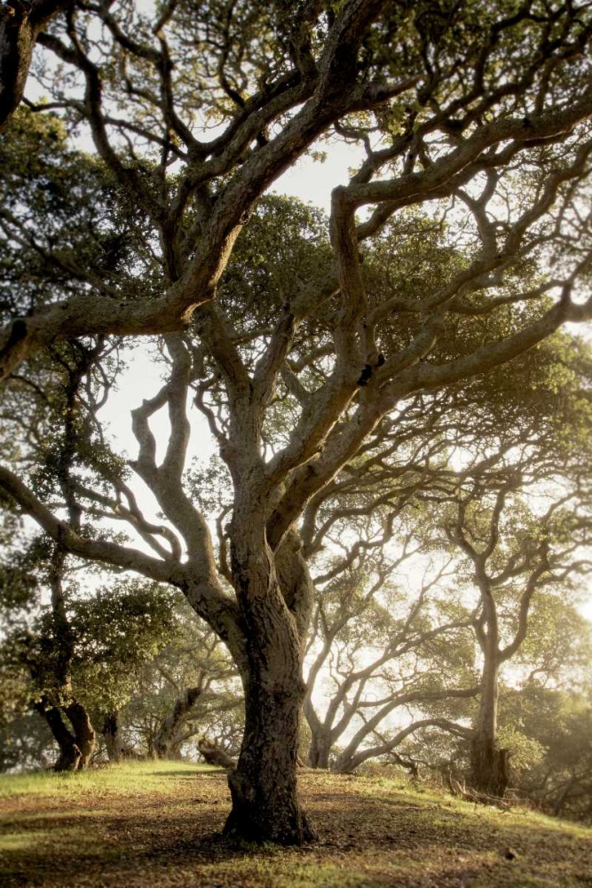 Oak Tree - 69