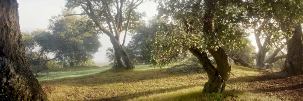 Oak Tree - 71