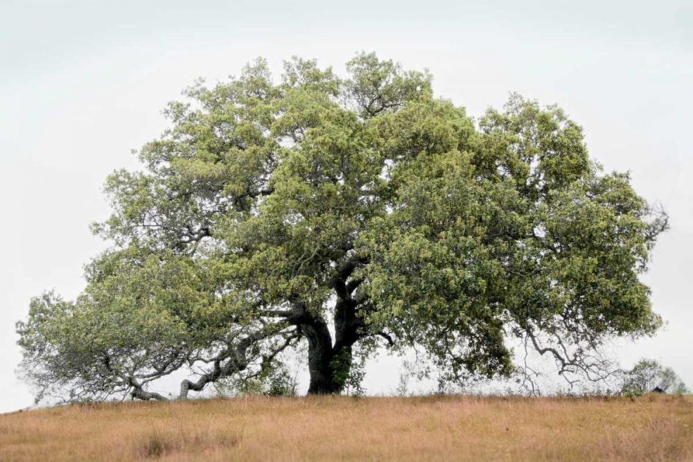 Oak Tree - 72