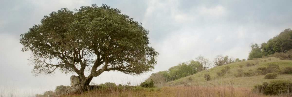 Oak Tree - 76