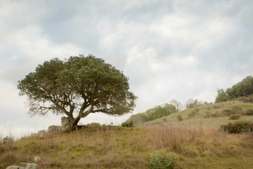 Oak Tree - 75