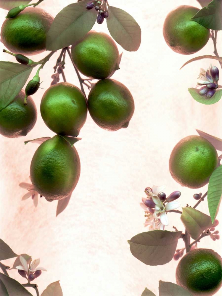 Limes - 1