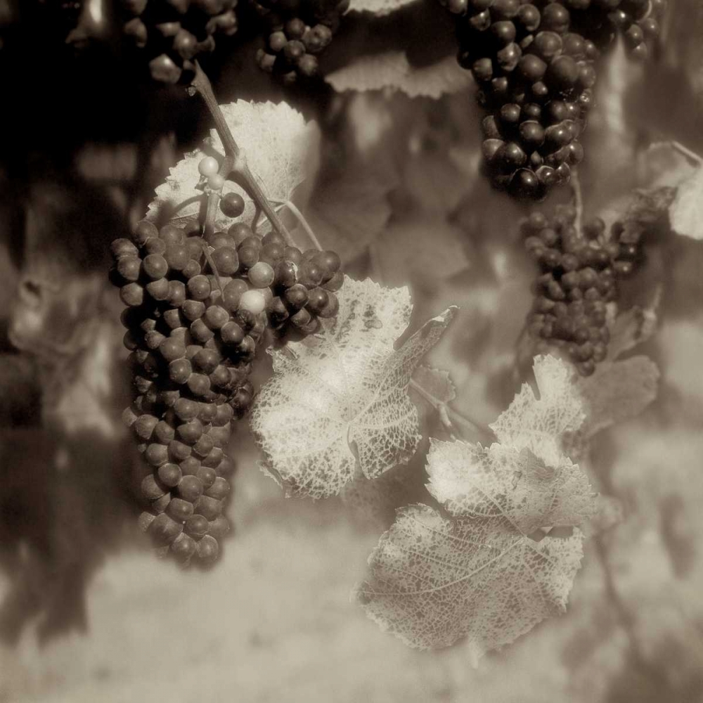 Grapes Sepia - 40A