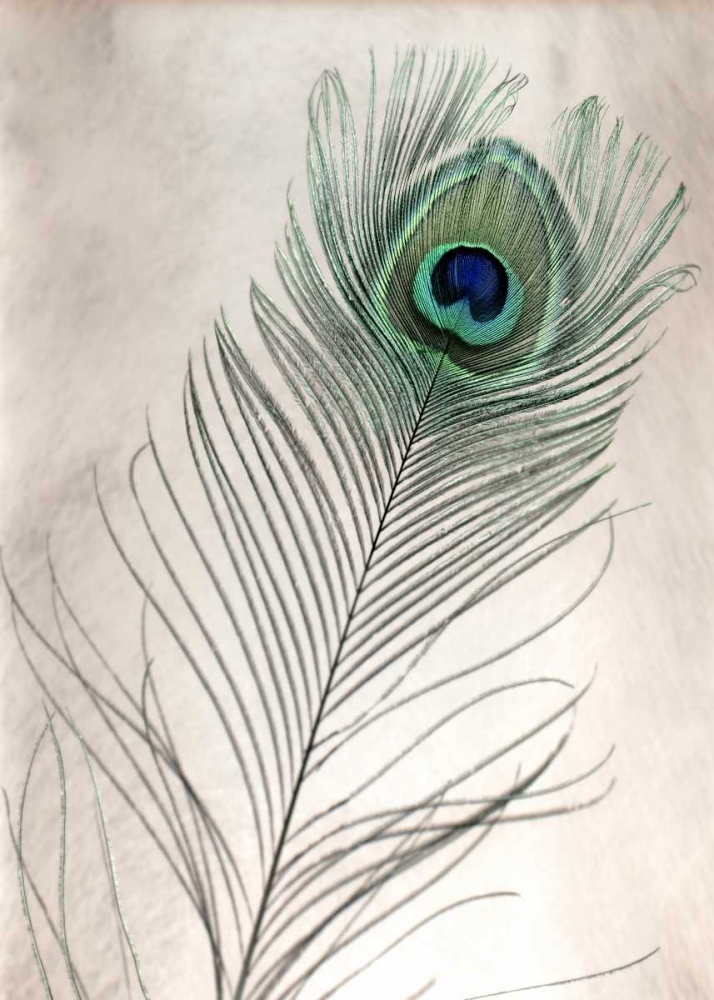 Feathers - 11