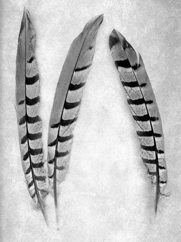 Feather B-W - 1