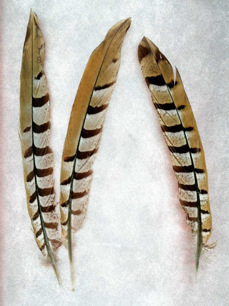Feather - 1