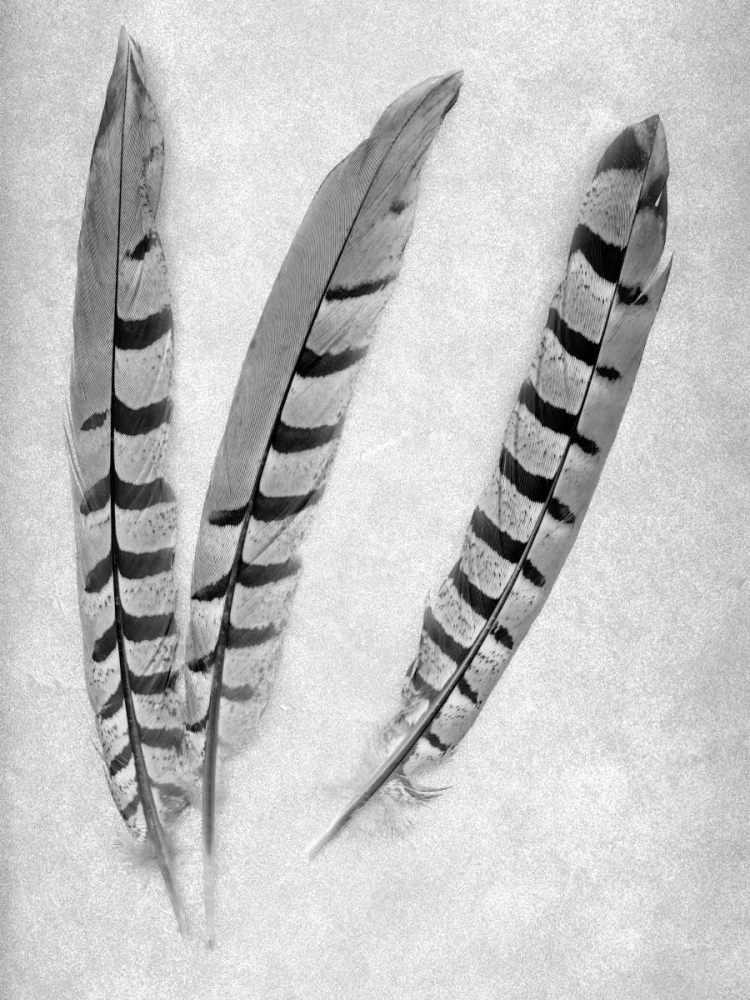 Feathers B-W - 1