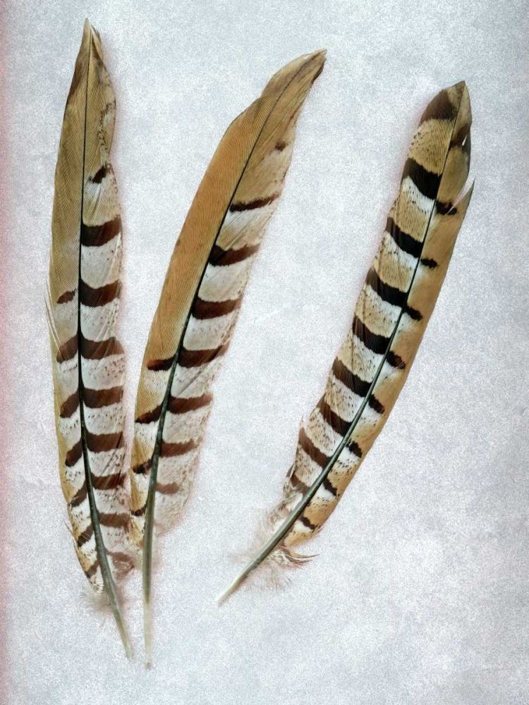 Feather - 1