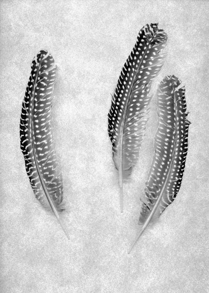 Feather B-W - 2