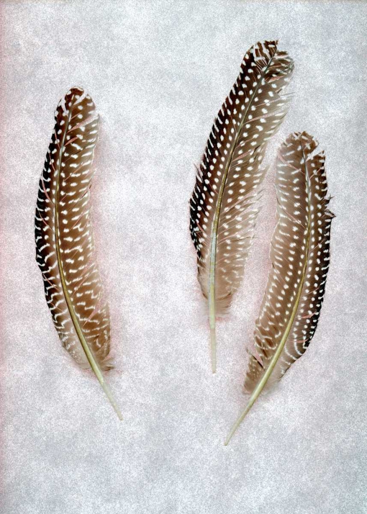 Feather - 2