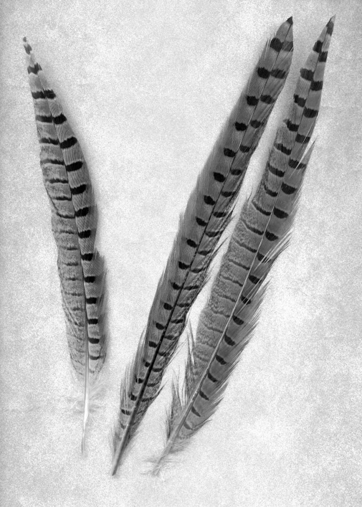 Feathers B-W - 3