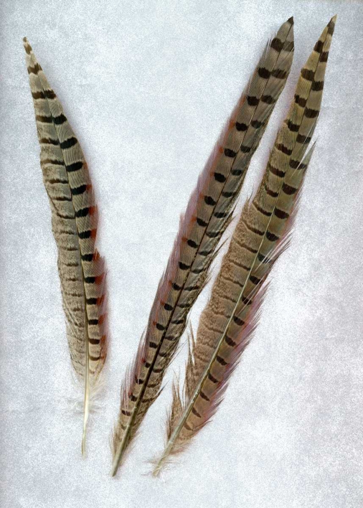 Feathers - 3