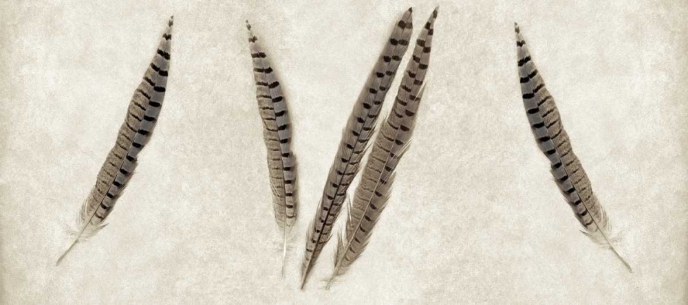 Feather Panel - 2