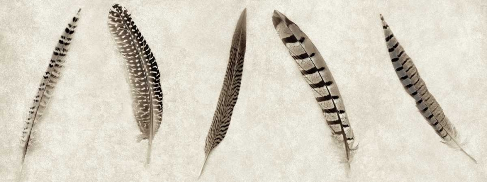 Feathers Panel - 1