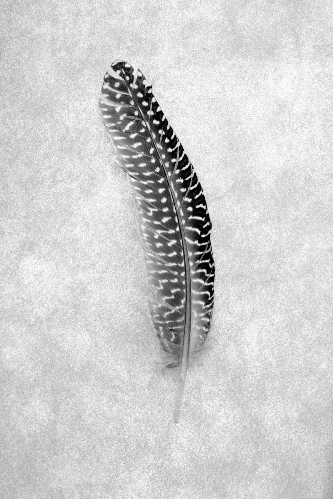 Feathers - 5