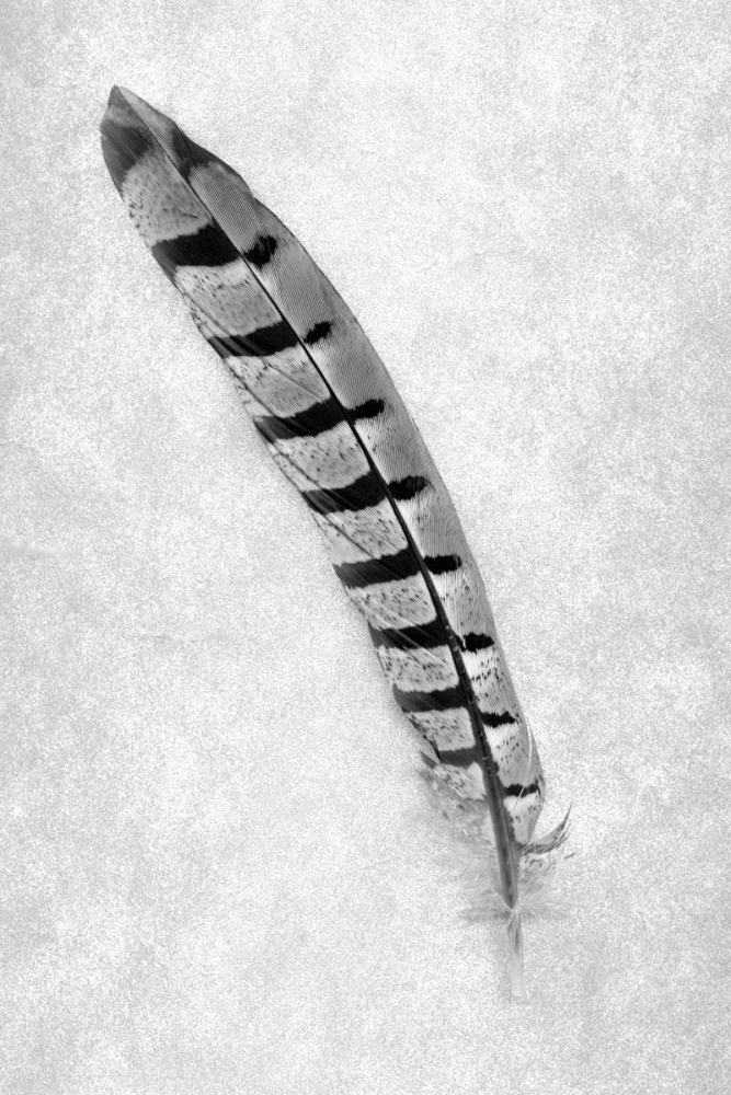 Feathers - 6