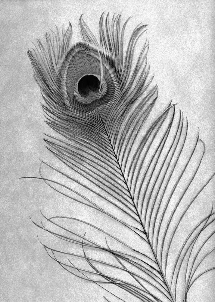 Feathers - 10