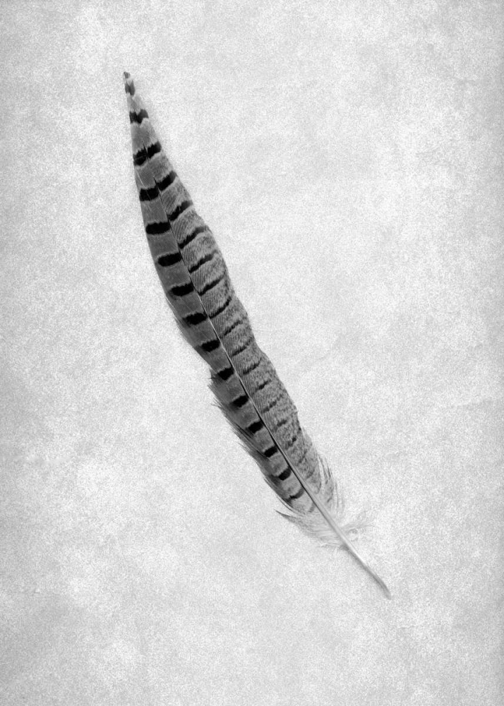 Feathers - 8