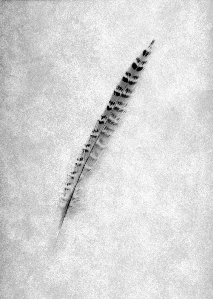 Feathers - 9