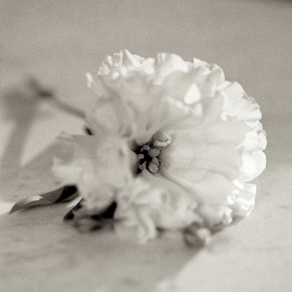 Florison - 28