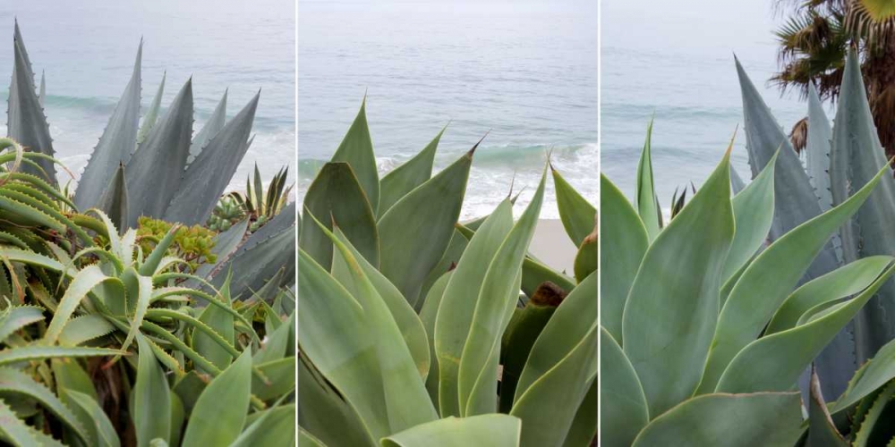 Laguna Coast - 2