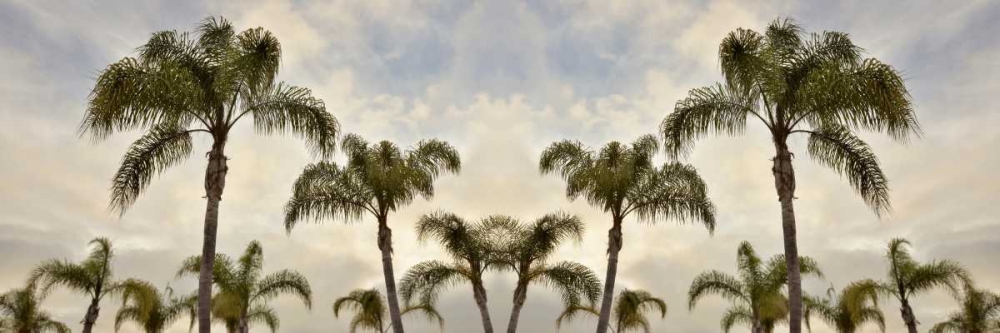 Palm Banner - 1 - Color