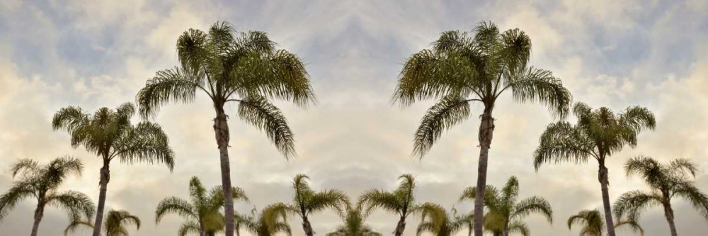 Palm Banner - 2 - Color