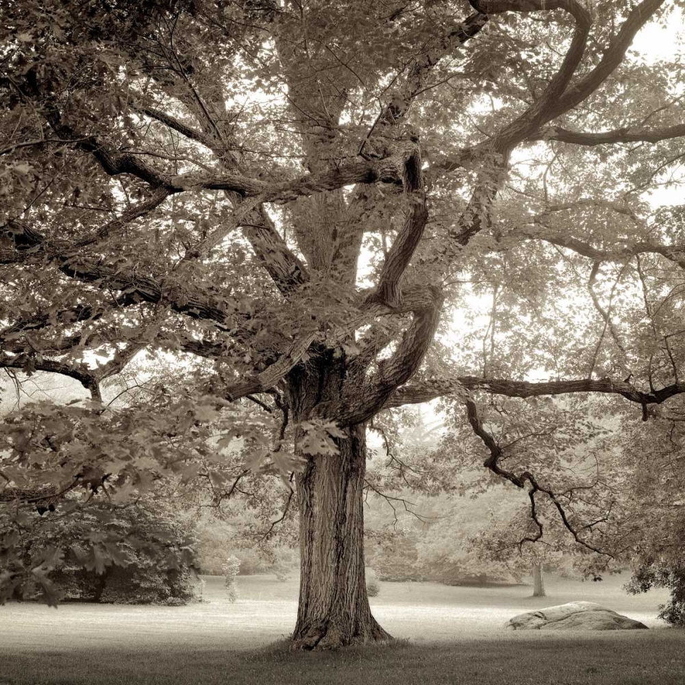 Hampton Maple - 1