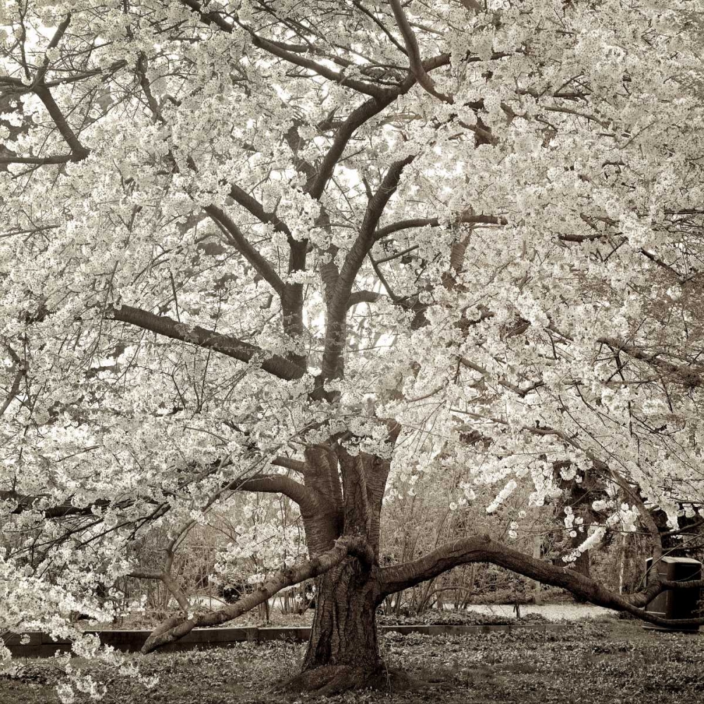 Hampton Magnolia - 2