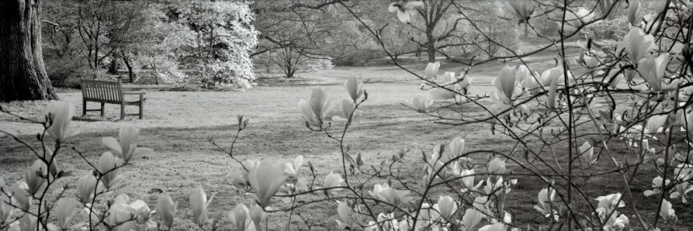 Hampton Magnolia - 1