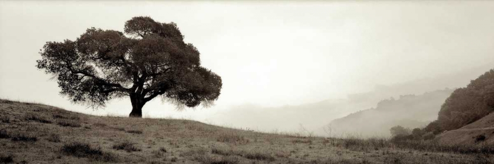 Black Oak - 1