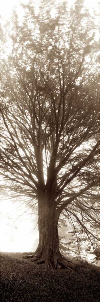 Hampton Gates Tree No.1