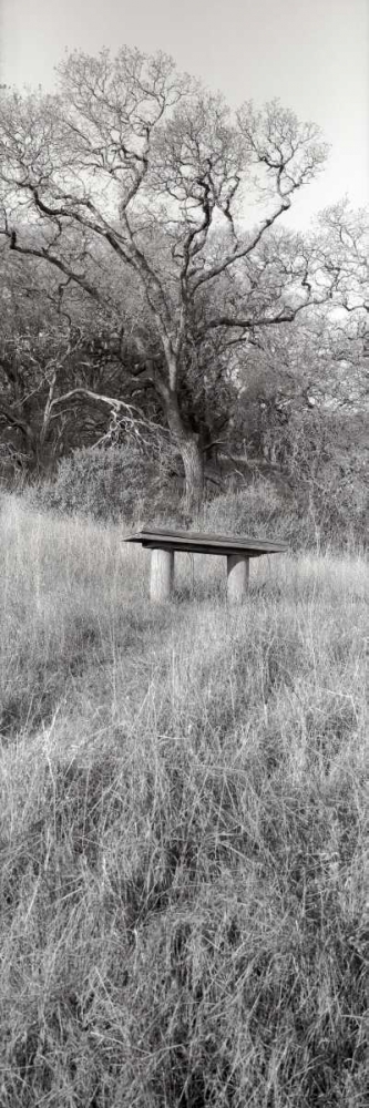 Novato Oak