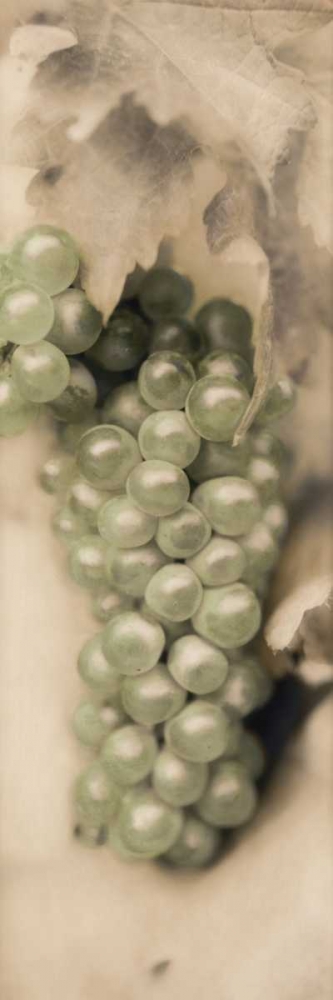 Pinot Blanc