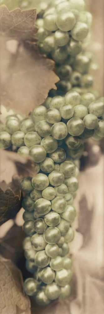 Chardonnay