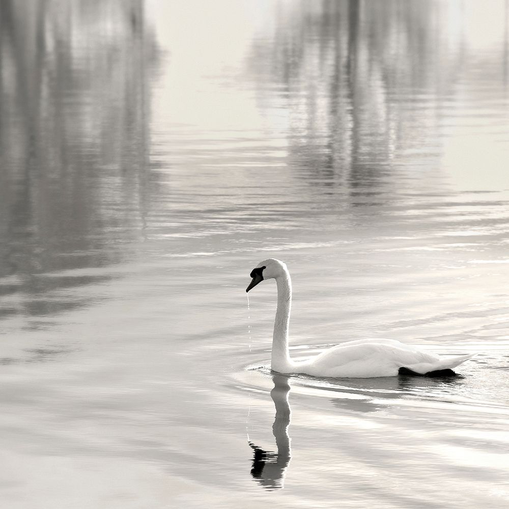 Sunlit Swan