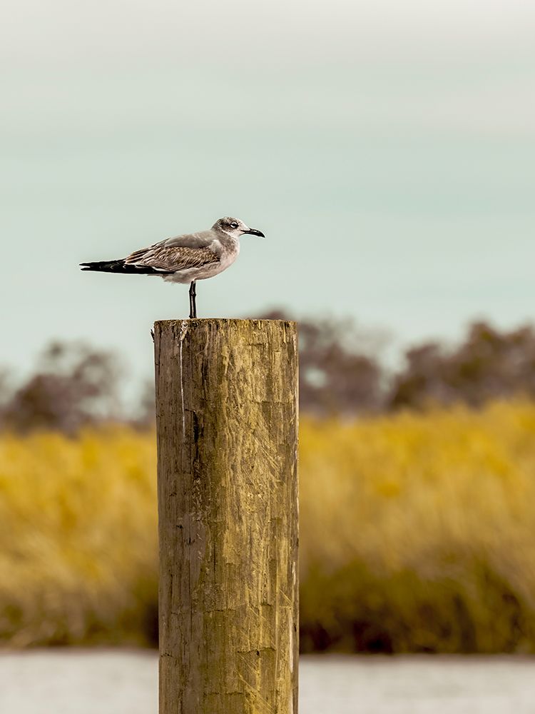 Gull On Piling â St Augustine